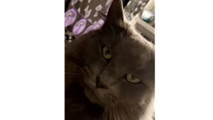 Lost Pet: Molly