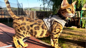 Shere Khan<