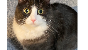 Lost Pet: Misty