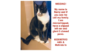 Lost Pet: Remy