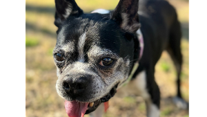 Lost Pet: Toby