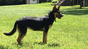 Lost Pet: Lucy