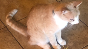 Lost Pet: Twizzle