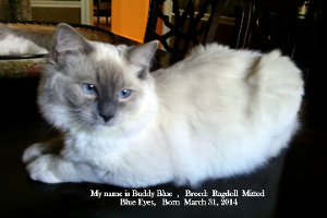 Lost Pet: Buddy Blue