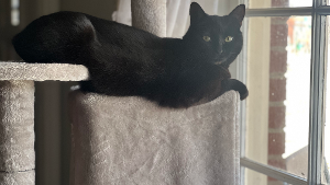 Lost Pet: Katya