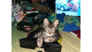 Lost Pet: Blaze