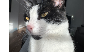 Lost Pet: Pio