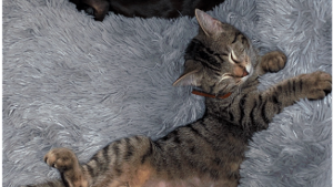 Lost Pet: Maple Bacon