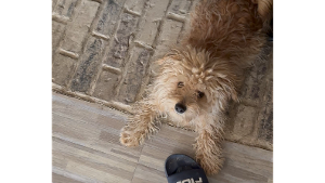 Lost Pet: Teddy bear