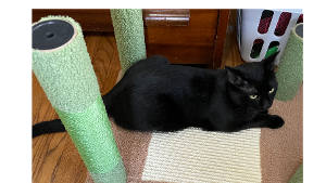Lost Pet: Milo Nevels