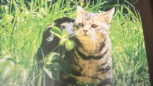 Lost Pet: Lindt
