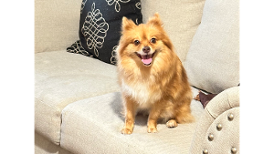 Lost Pet: Sasha villegas