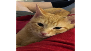 Lost Pet: Tuck