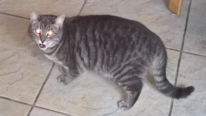 Lost Pet: Penelope