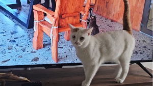 Lost Pet: Kin