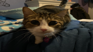 Lost Pet: Zoe