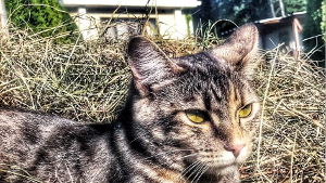 Lost Pet: Baby Kitty