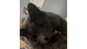 Lost Pet: Stormi
