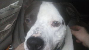 Lost Pet: PONCHO