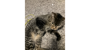 Lost Pet: Mick