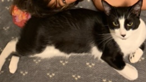 Lost Pet: Kitten