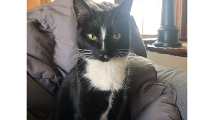 Lost Pet: Wendell