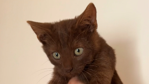 Lost Pet: Frank Zappa