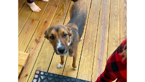 Lost Pet: Bruce