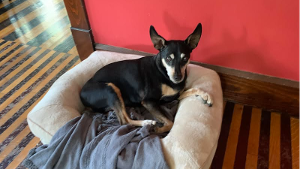Lost Pet: Niko