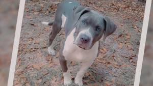 Lost Pet: Zelda