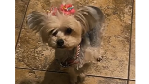 Lost Pet: Britleigh Bliss