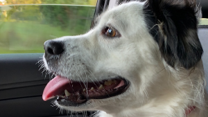 Lost Pet: Daisey