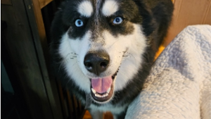 Lost Pet: Asha