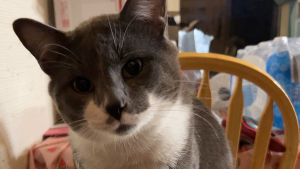 Lost Pet: Apollo