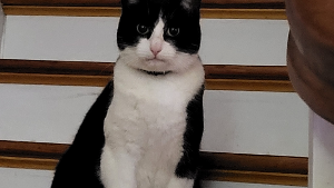 Lost Pet: Bo