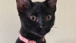 Lost Pet: Raven