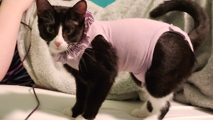 Lost Pet: Moo