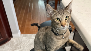 Lost Pet: Ajla
