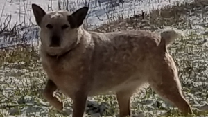 Lost Pet: Millie