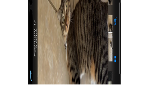 Lost Pet: Jasper