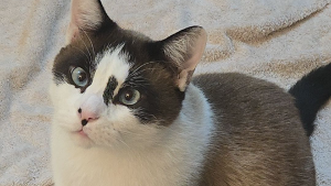 Lost Pet: Henry