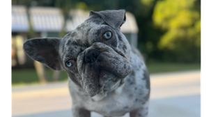 Lost Pet: Biggs