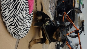 Lost Pet: Bailey