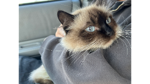Lost Pet: Potato
