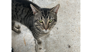 Lost Pet: Loki Perez