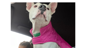 Lost Pet: Coco