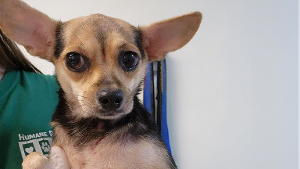 Lost Pet: Sunshine