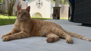 Lost Pet: Orange Cat