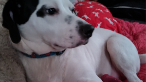 Lost Pet: Toby