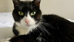 Lost Pet: Louis Oates